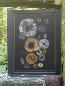 Spore Print #939- Finger Lake, Alaska 2023