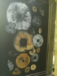 Spore Print #939- Finger Lake, Alaska 2023