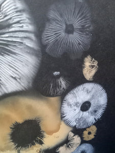 Spore Print #939- Finger Lake, Alaska 2023